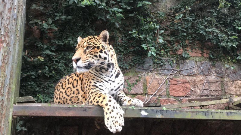 Zoológico de Sapucaia do Sul reabre nesta quinta com entrada gratuita após surto de gripe aviária