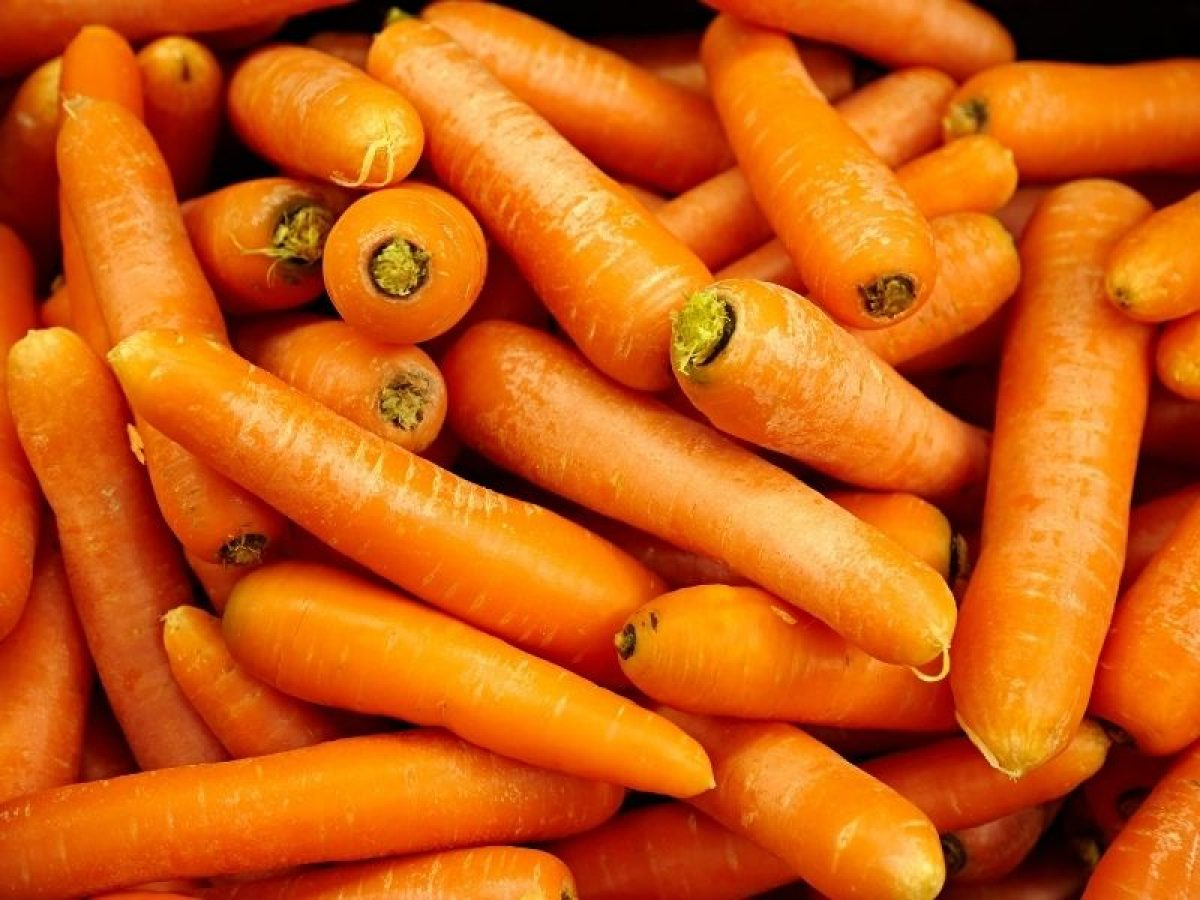 Chuvas e frio afetam produção de cenoura em Caxias do Sul