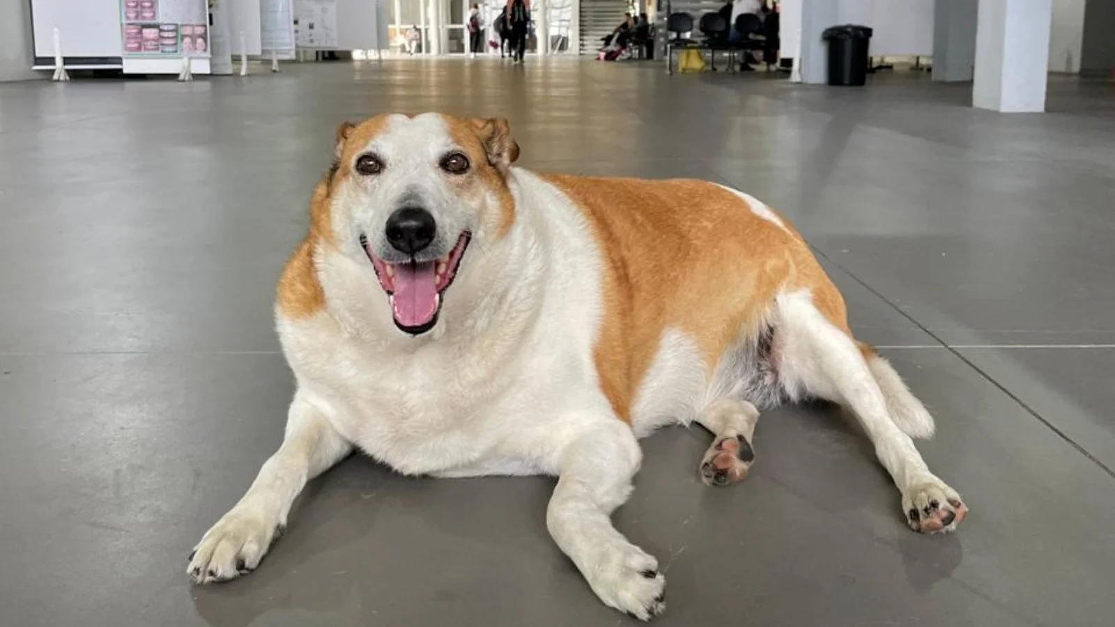 Silveira, cão mascote da UFSM, ganha lar fora do campus