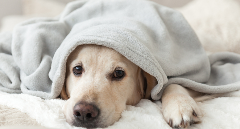 Inverno com patas frias: O que seu pet sente (e não consegue dizer)