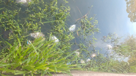 Fenômeno natural provoca morte de peixes na Lagoa da Garibaldi em Encantado