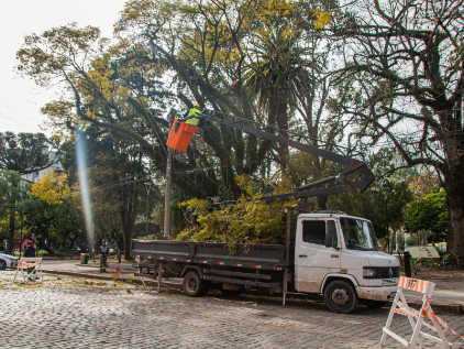 Pelotas conclui manejo arbóreo em áreas centrais para reduzir riscos