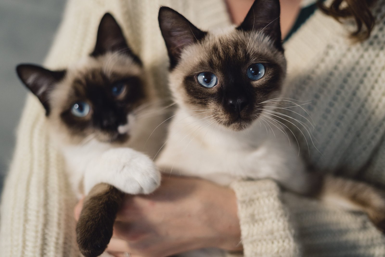 Portrait two lovely Siamese cats with blue eyes and creme fur enjoying their human hug