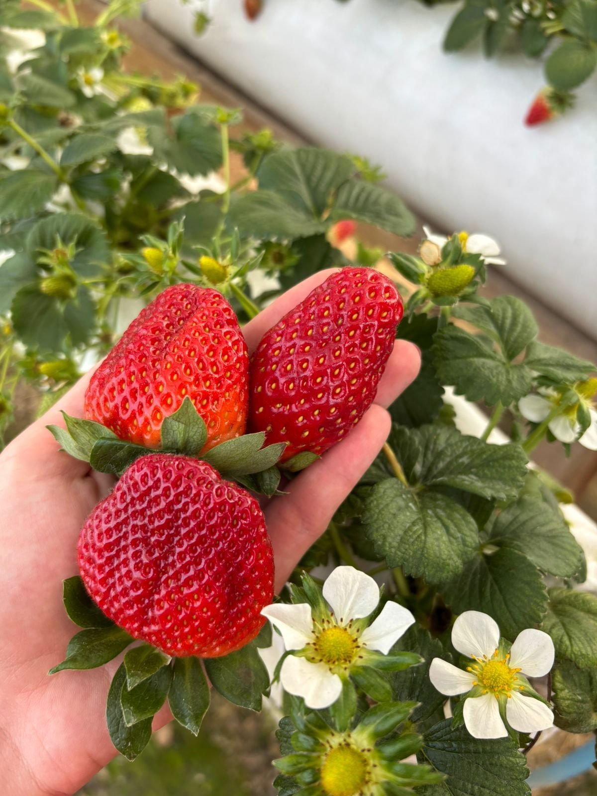 O sabor que colore a agricultura familiar