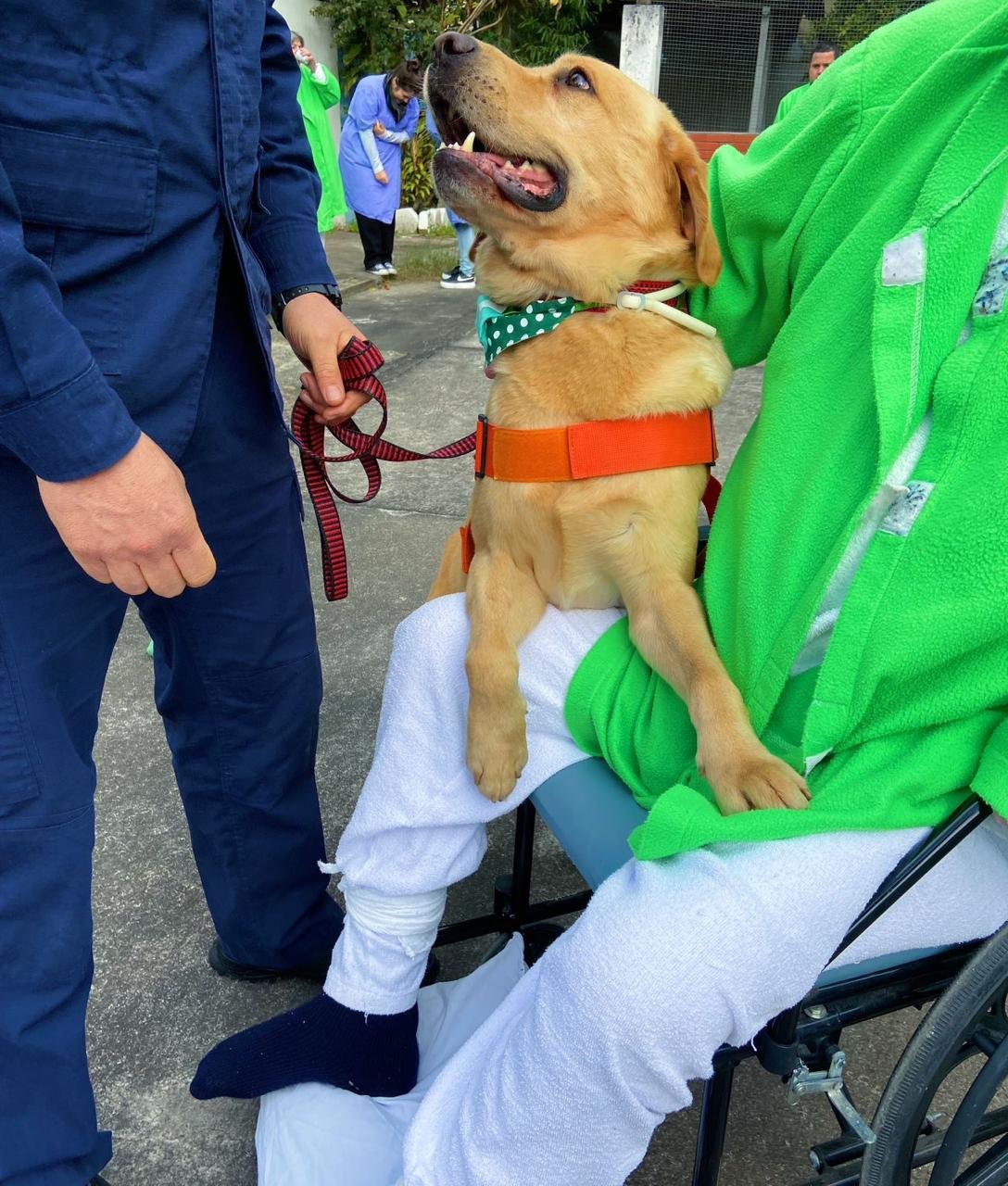 Cinoterapia: quando o afeto de um cão vira remédio para a alma