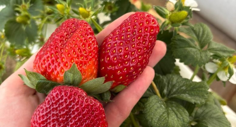 O sabor que colore a agricultura familiar