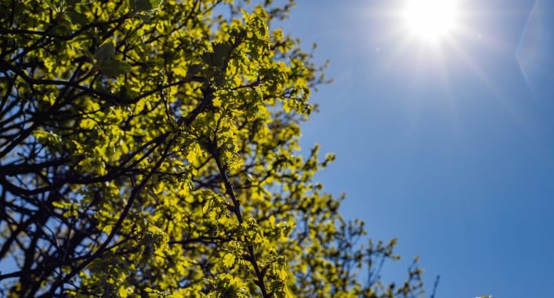 A low angle shot of a green-leafed tree under a bright sky