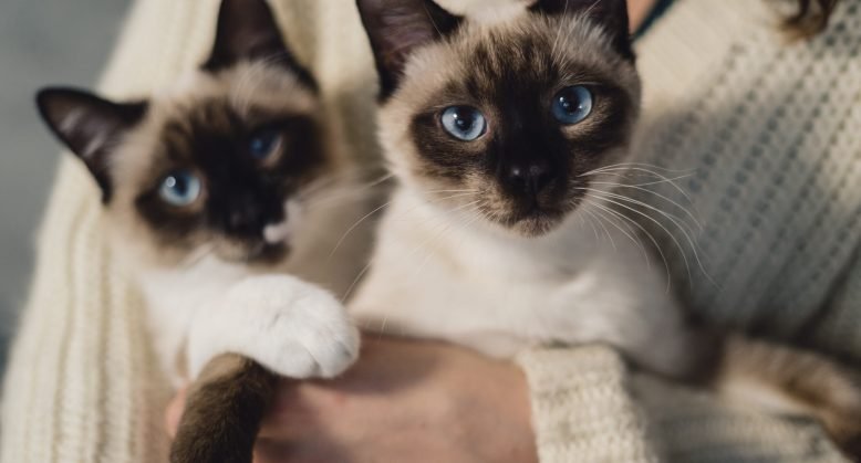 Portrait two lovely Siamese cats with blue eyes and creme fur enjoying their human hug