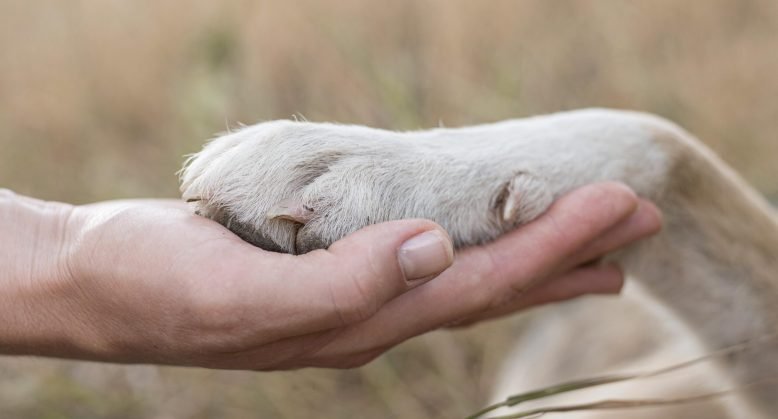 Patas e Articulações Saudáveis: Como Evitar Lesões em Cães Ativos